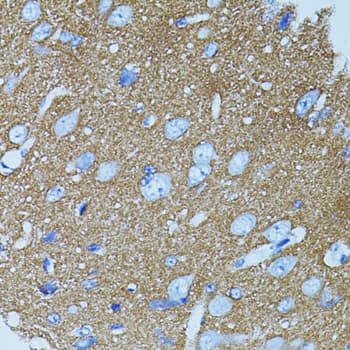 STX1A / Syntaxin 1A Antibody