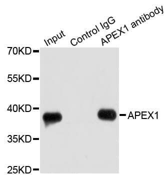 APEX1 / APE1 Antibody