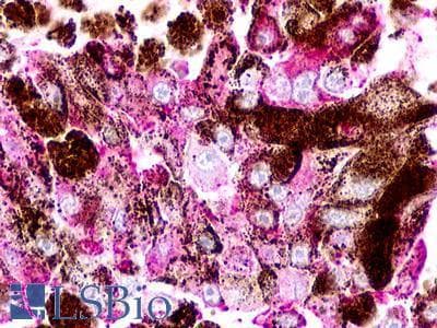 PathPlus™ TAAR2 / GPR58 Antibody (Cytoplasmic Domain)