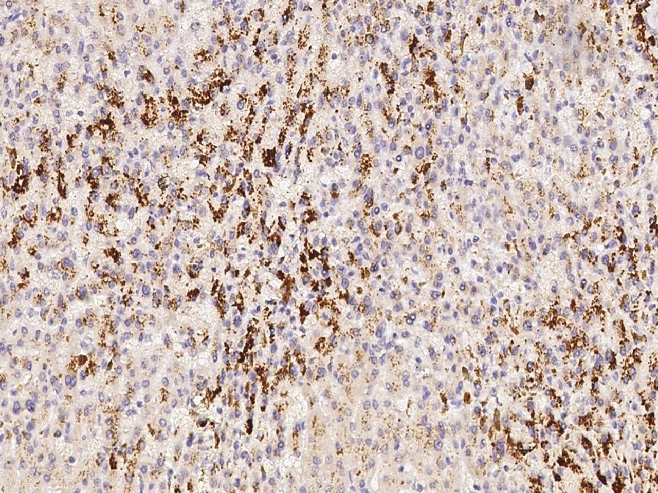 VEGFA / VEGF Antibody (clone 13, Preservative Free)