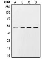 CSNK1G2 / CKI-Gamma 2 Antibody (N-Terminus)