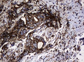 HSPD1 / HSP60 Antibody (clone OTI6F11, Carrier-free)