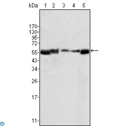 LYN Antibody