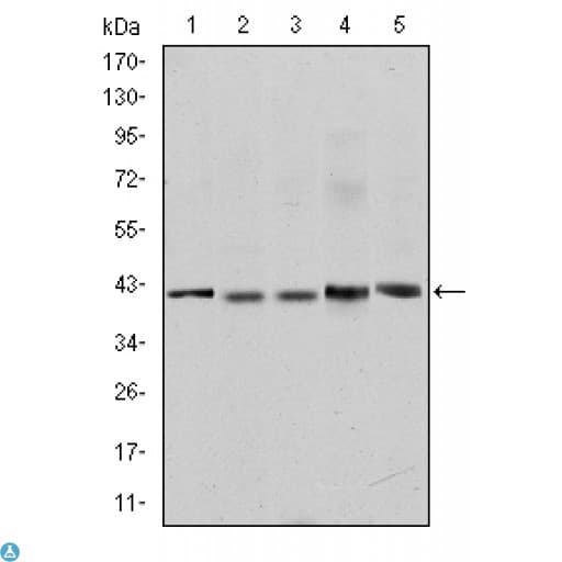 Monoclonal Mouse anti-Human REL / C-Rel Antibody (IHC, IF, WB)
