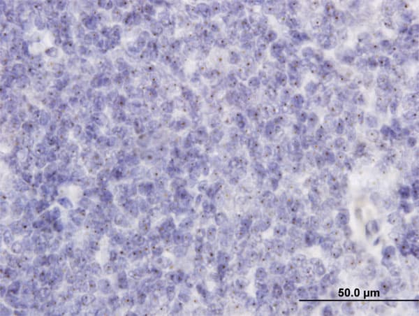 RAB36 Antibody (clone 6A6)