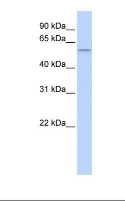 SRP54 Antibody (aa182-231)