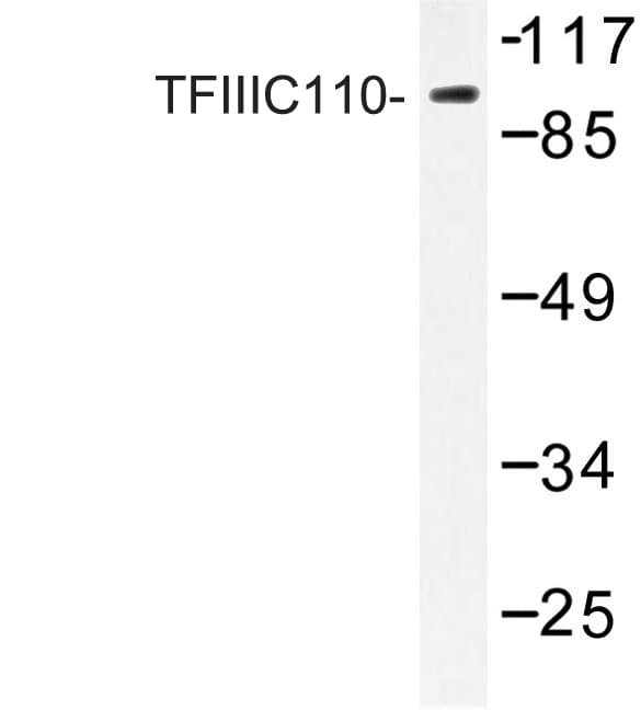 GTF3C2 Antibody (Arg95)