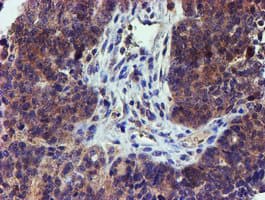 LECT2 Antibody (aa19-151, clone OTI2A11, Carrier-free)