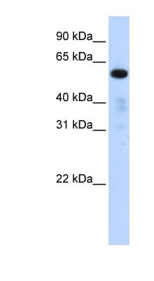 FAM98A Antibody (aa432-481)