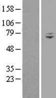 Human WDR76 Protein (Over-Expression Lysate Myc-DDK (Flag))