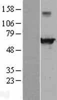 EHD4 Protein (Over-Expression Lysate Myc-DDK (Flag))