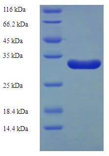 Bacillus subtilis Flavodoxin-2 Protein (Recombinant His-SUMO)