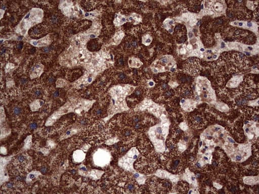 SNX16 Antibody (aa70-150)