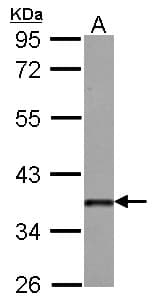 IHC-plus™ DKK3 Antibody