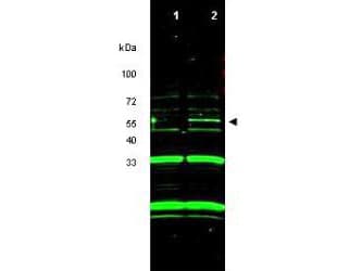 IHC-plus™ Polyclonal Goat anti-Human ING3 Antibody (aa285-310, IHC, WB)
