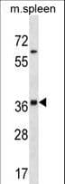 Polyclonal Rabbit anti-Mouse INHA / Inhibin Alpha Antibody (aa38-64, WB)