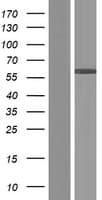 CCDC64B Protein (Over-Expression Lysate Myc-DDK (Flag))