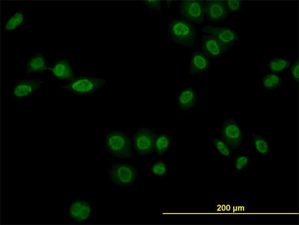 IHC-plus™ NR1D1 Antibody (clone 4F6)