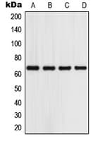 IHC-plus™ PGR1 / GPR153 Antibody (Internal)