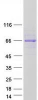Human PUS10 Protein (Recombinant Myc-DDK (Flag))