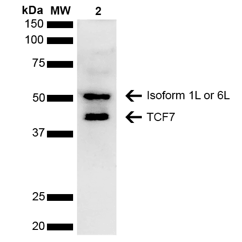 TCF7 Antibody (APC)
