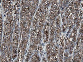 MIPEP Antibody (aa174-516, clone OTI5E7, Carrier-free)