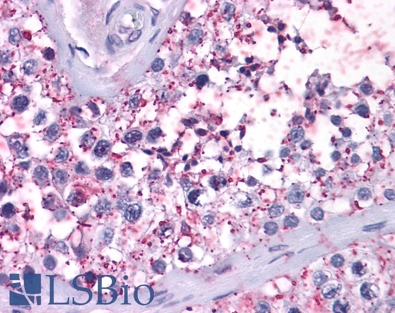 IHC-plus™ NPY2R Antibody (C-Terminus)