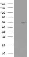 PRMT2 Antibody (clone OTI5D10)