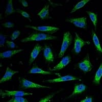 COXIV / COX4 Antibody