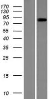 CCDC157 Protein (Over-Expression Lysate Myc-DDK (Flag))