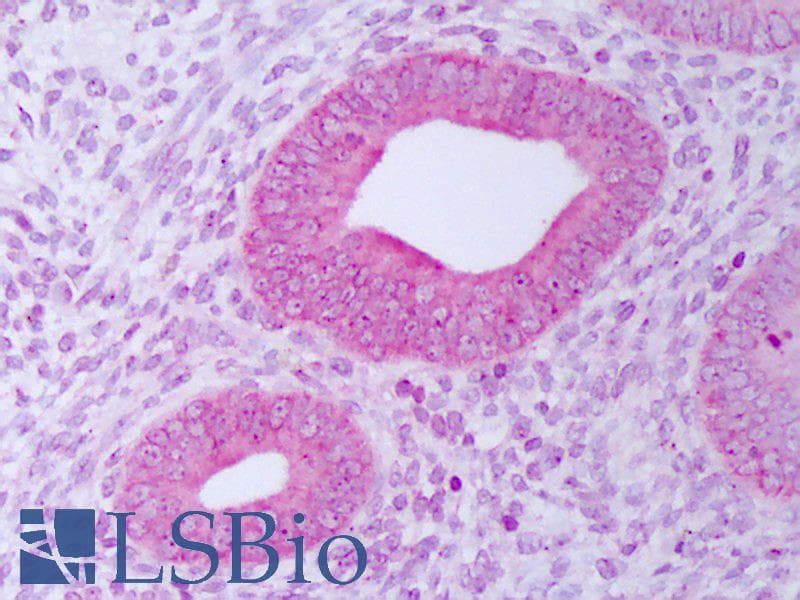 IHC-plus™ PDIA3 / ERp57 Antibody (clone Map.ERP57)