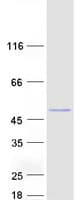 Human GTDC1 Protein (Recombinant Myc-DDK (Flag))