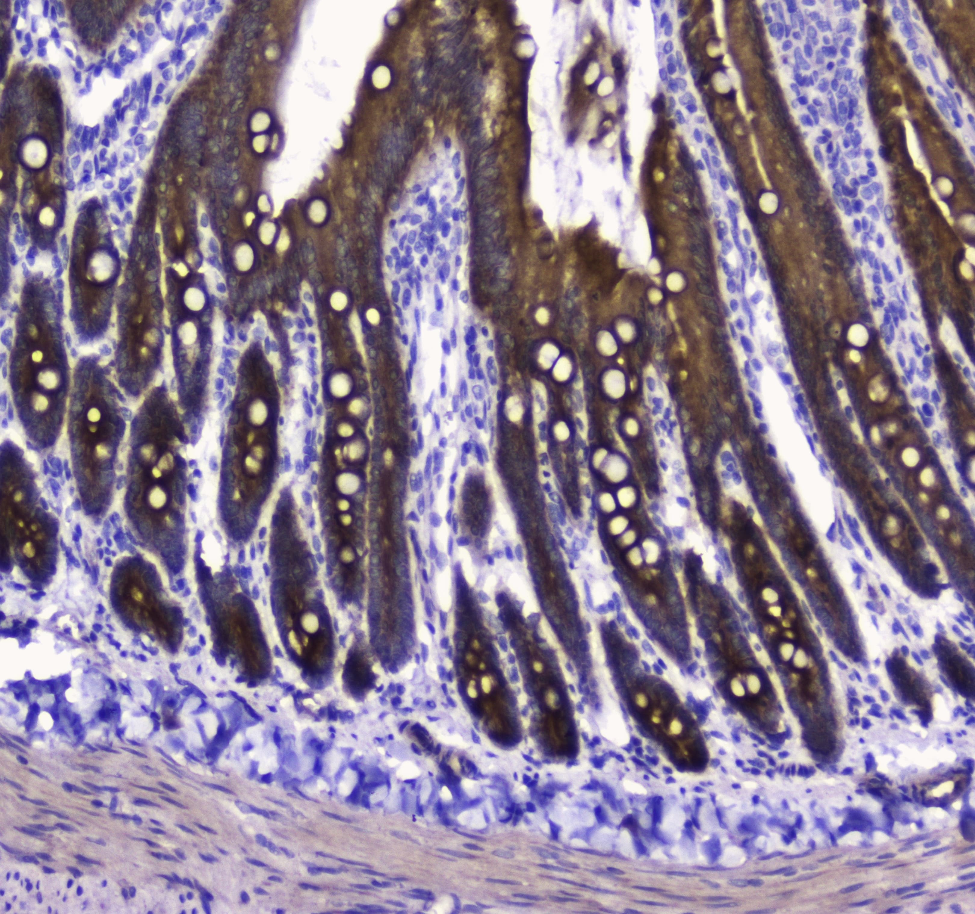 COXIV / COX4 Antibody