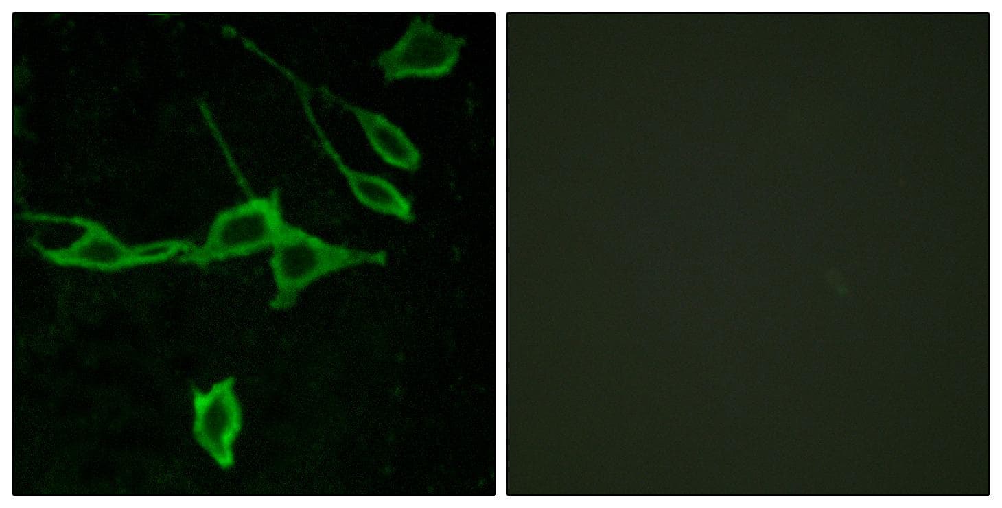 HRH1 / Histamine H1 Receptor Antibody