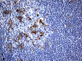 WNT3 Antibody (aa128-355, clone OTI3G5)