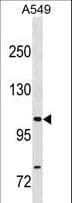 GEMIN4 Antibody (aa273-301)