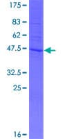 Human TMEM64 Protein (Recombinant GST)
