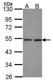 CLP1 Antibody (aa142-371)