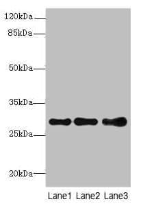 STX7 / Syntaxin 7 Antibody