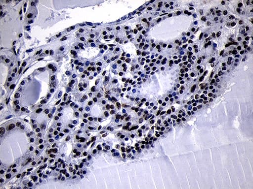 HOXC4 Antibody (clone OTI2D5, Carrier-free)