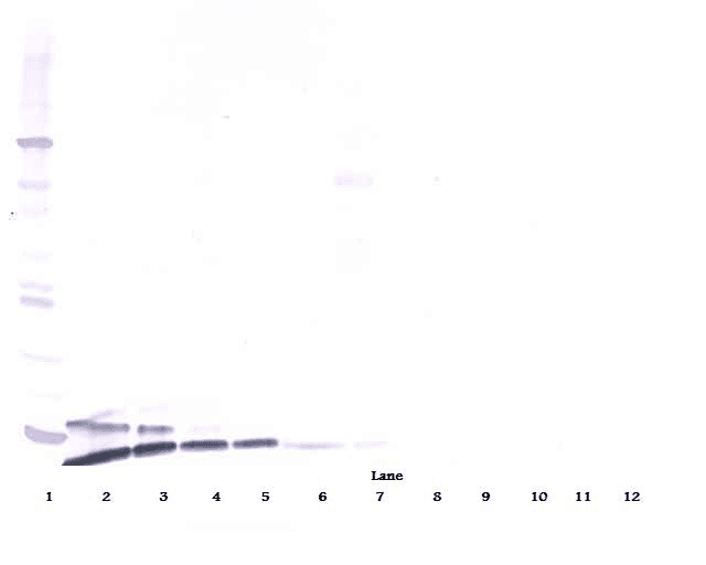 Polyclonal Goat anti-Human RETN / Resistin Antibody (Biotin, WB)