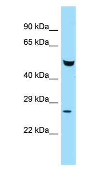 FAF2 / ETEA Antibody (N-Terminus)