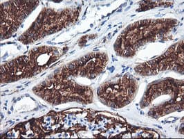 ENPEP / Aminopeptidase A Antibody (clone OTI1C4, Carrier-free)