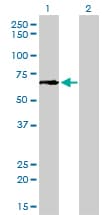 GCLC Antibody (clone 3H1)