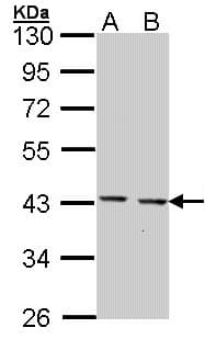 CED6 / GULP1 Antibody (aa241-304)