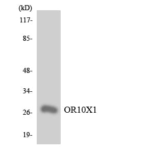 OR10X1 Antibody (aa205-254)