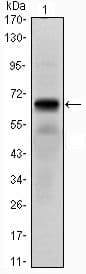 PTHR / PTHR1 Antibody (clone 4D2)