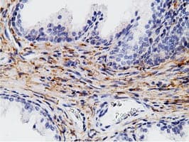 Monoclonal Mouse anti-Human CD80 Antibody (clone OTI2E5, IHC, IF, WB)