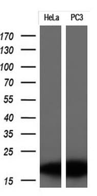 Monoclonal Mouse anti-Human p16INK4a / CDKN2A Antibody (clone OTI9A2, Carrier-free, WB)