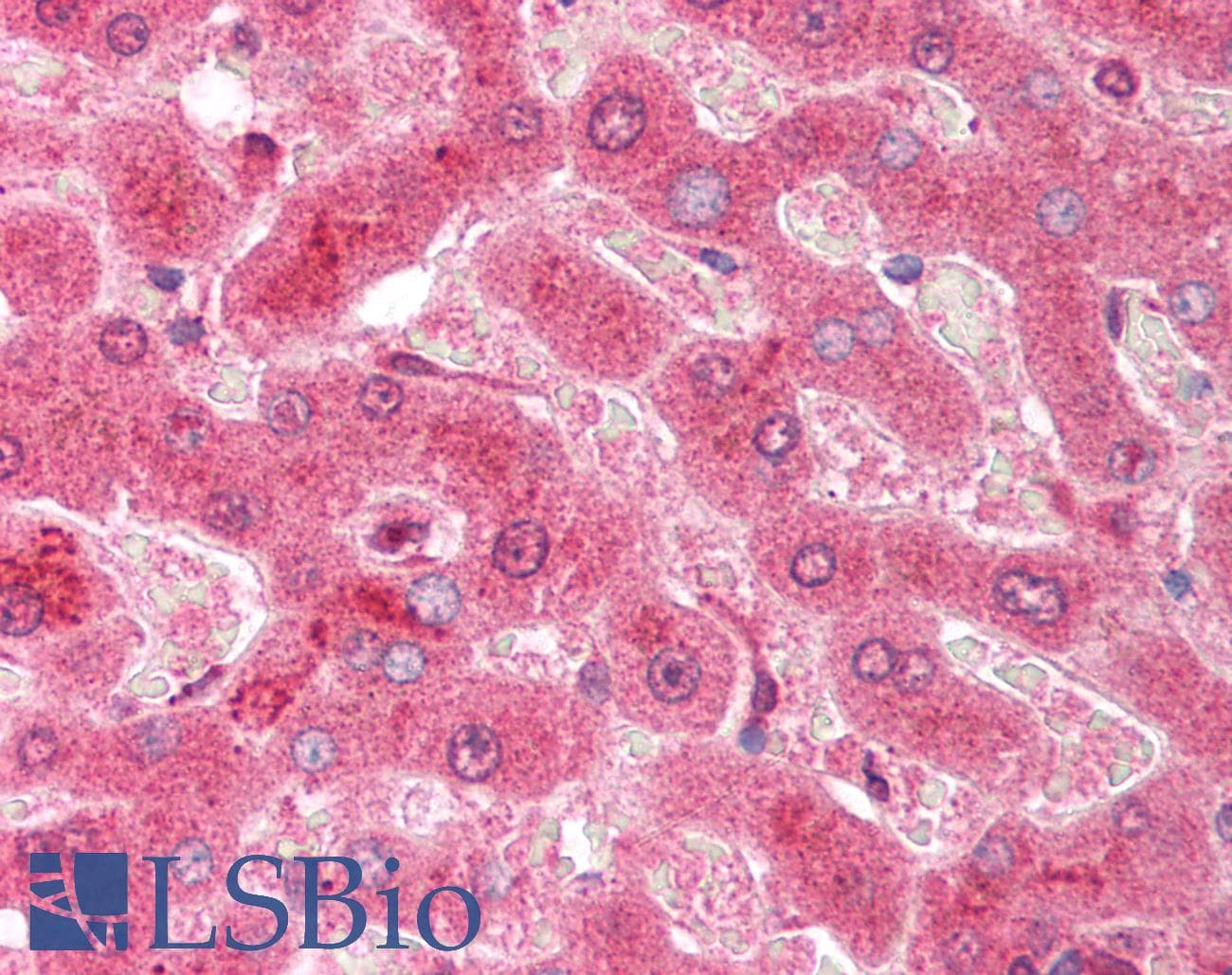 IHC-plus™ CASP3 / Caspase 3 Antibody (aa166-183)